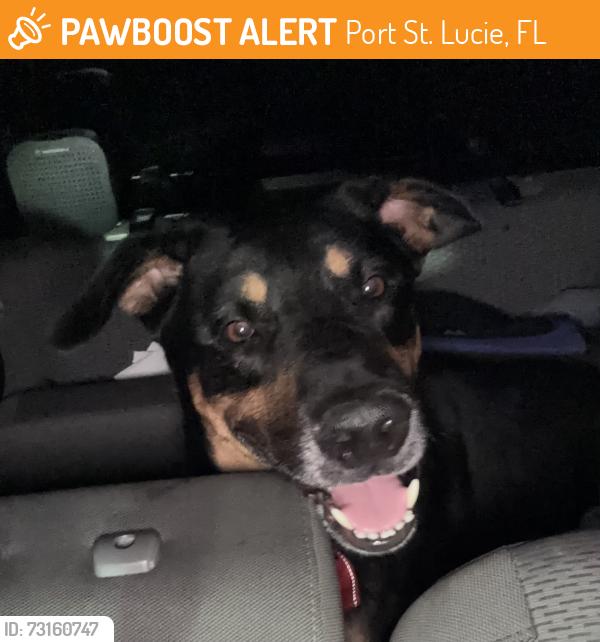 Found/Stray Unknown Dog last seen Port St. Lucie, Port St. Lucie, FL 34986