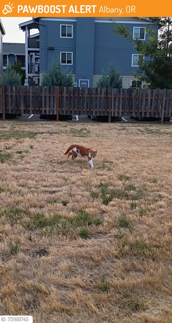 Found/Stray Unknown Cat last seen Queen Ave, near Waverly, Albany, OR 97322