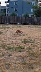 Found/Stray Unknown Cat last seen Queen Ave, near Waverly, Albany, OR 97322