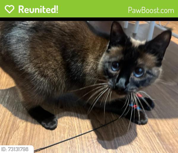 Reunited Female Cat last seen Maa canyon pointe, Austin, TX 78726