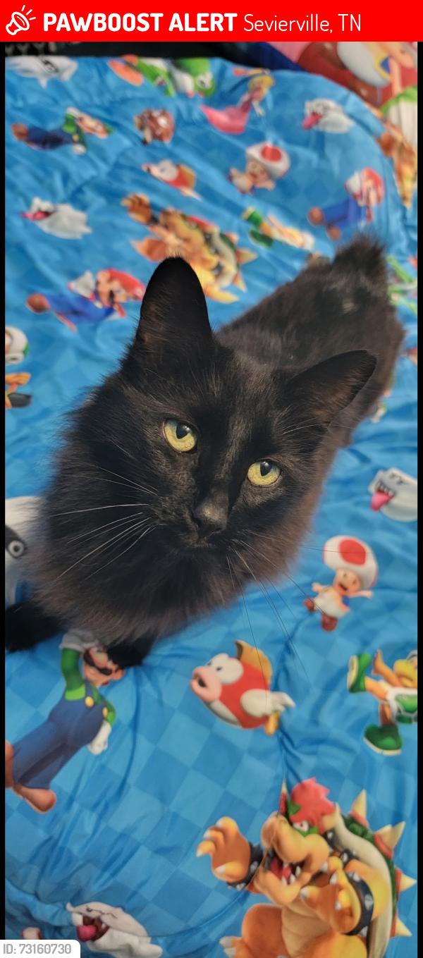 Lost Male Cat last seen Big river overlook subdivision on boyds creek, Sevierville, TN 37876