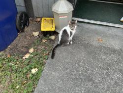 Found/Stray Female Cat last seen E 56th st Tacoma wa, Tacoma, WA 98404