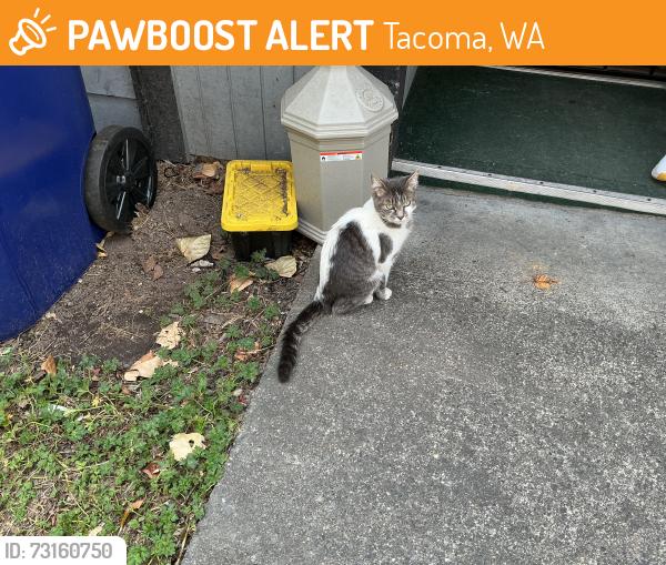 Found/Stray Female Cat last seen E 56th st Tacoma wa, Tacoma, WA 98404