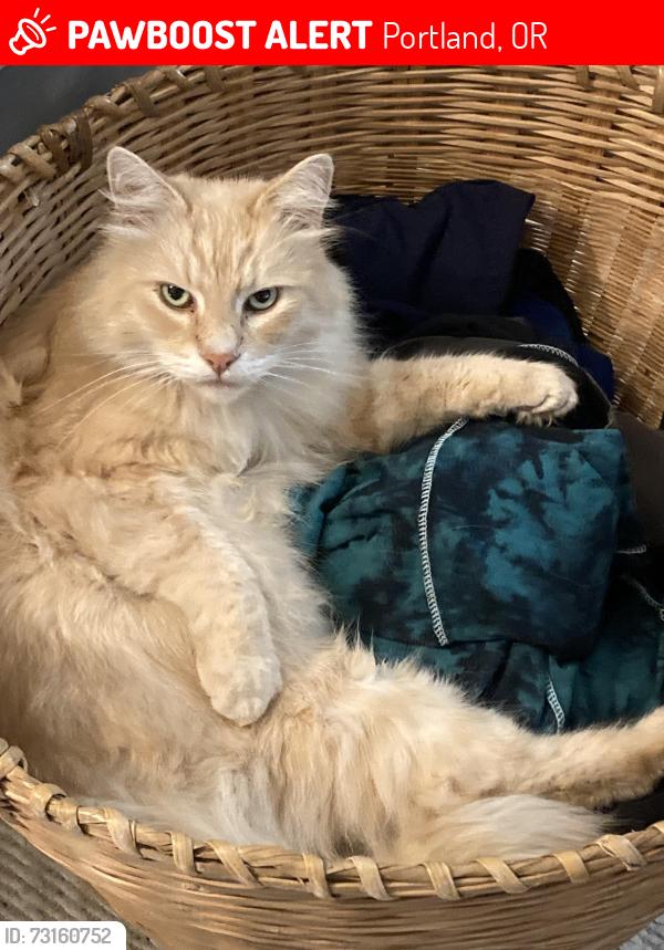 Lost Male Cat last seen 116th and se Lincoln st, Portland, OR 97216