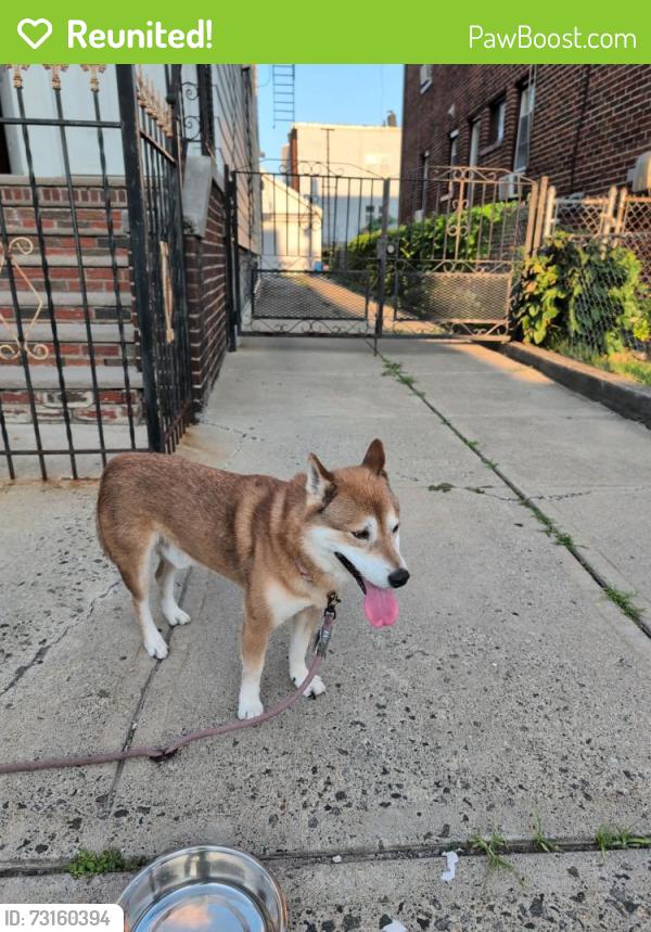 Reunited Male Dog last seen 7th and 2nd Ave, Newark, NJ 07107