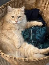 Lost Male Cat last seen 116th and se Lincoln st, Portland, OR 97216