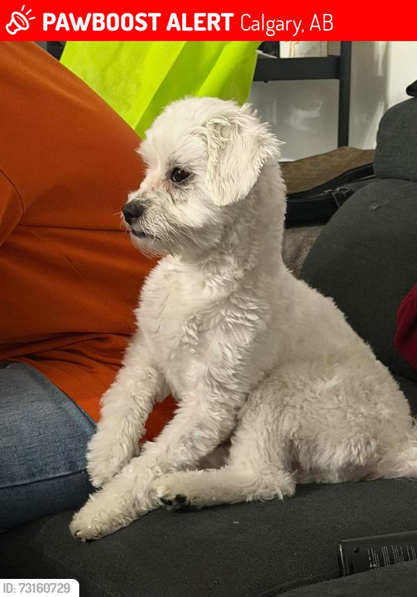 Lost Male Dog last seen Bow habitat station Calgary, Calgary, AB 