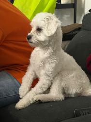 Lost Male Dog last seen Bow habitat station Calgary, Calgary, AB 