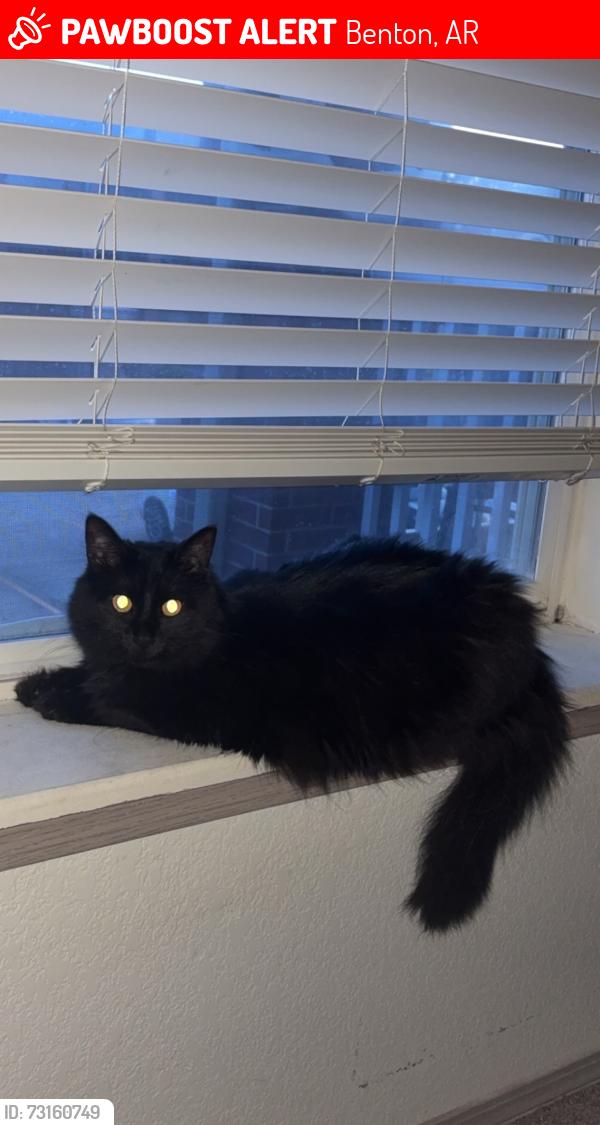 Lost Female Cat last seen Near way street/ 409 Ashby st, Benton, AR 72015