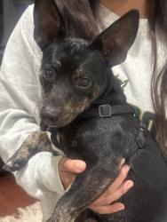 Found/Stray Male Dog last seen 11th & michigan, Santa Monica, CA 90404
