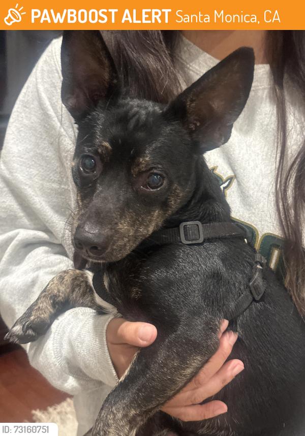 Found/Stray Male Dog last seen 11th & michigan, Santa Monica, CA 90404