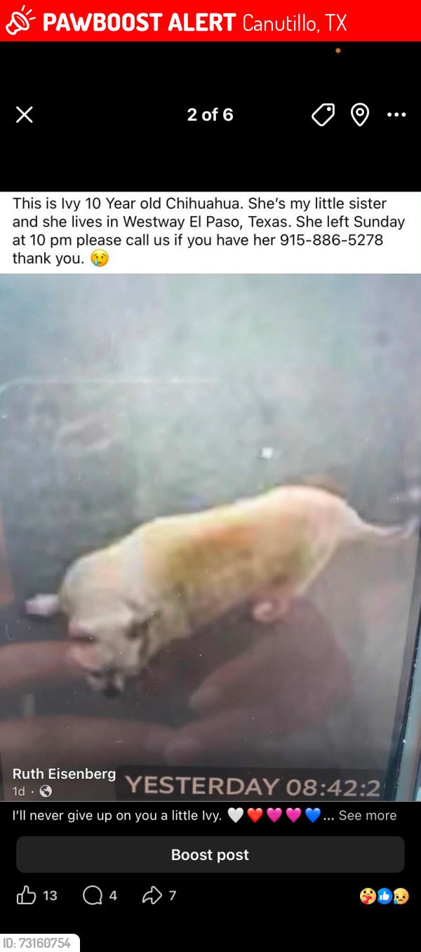 Lost Female Dog last seen Fairlane 10 PM (10 years old), Canutillo, TX 79835