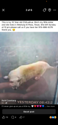 Lost Female Dog last seen Fairlane 10 PM (10 years old), Canutillo, TX 79835