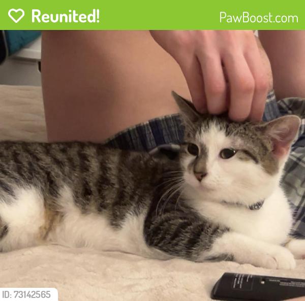 Reunited Female Cat last seen BP Wayland MI, Wayland, MI 49348