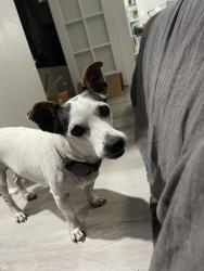 Reunited Male Dog last seen 38th St 38th Ave, St. Petersburg, FL 33713