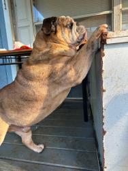 Lost Male Dog last seen Unknown, Corsicana, TX 75110