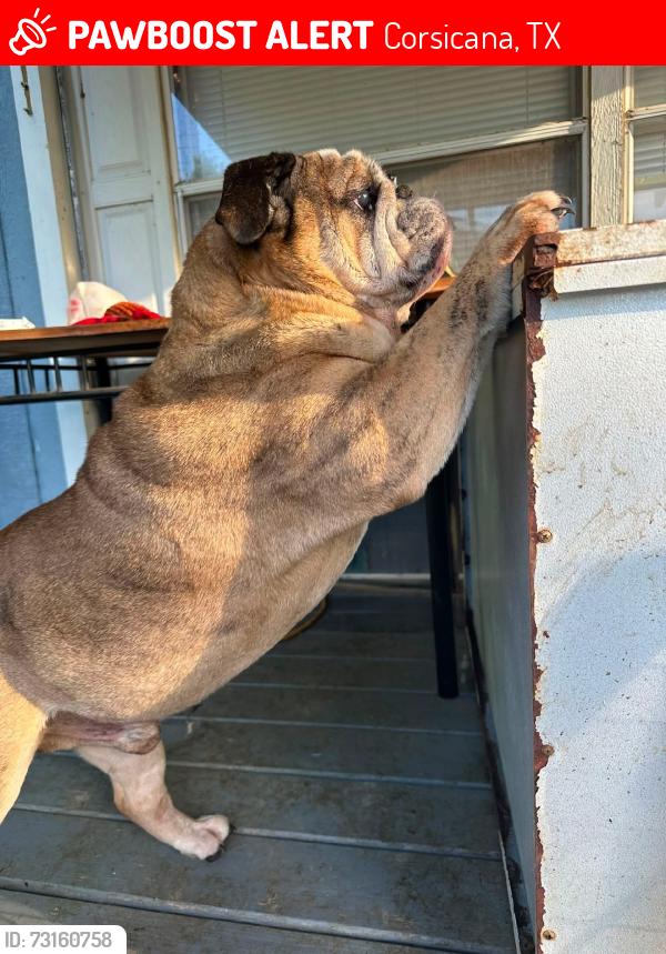 Lost Male Dog last seen Unknown, Corsicana, TX 75110