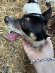 Found/Stray Male Dog last seen 8th street, Riverbank, CA 95367