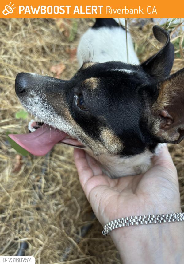 Found/Stray Male Dog last seen 8th street, Riverbank, CA 95367