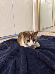 Found/Stray Female Cat last seen 18th Ave and Yuma Ln N, Plymouth, MN 55441