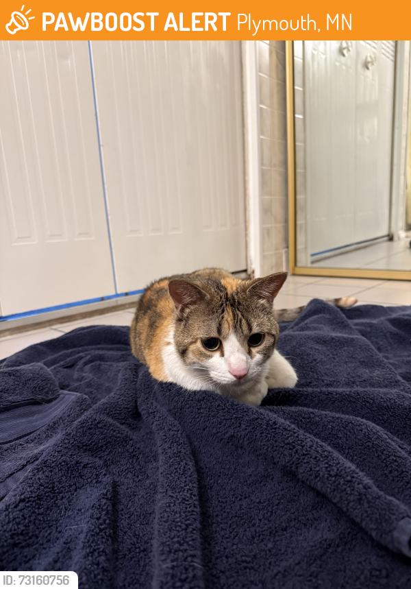 Found/Stray Female Cat last seen 18th Ave and Yuma Ln N, Plymouth, MN 55441