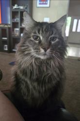 Reunited Male Cat last seen Opal Drive & Camarena Way, Roseville, CA 95747