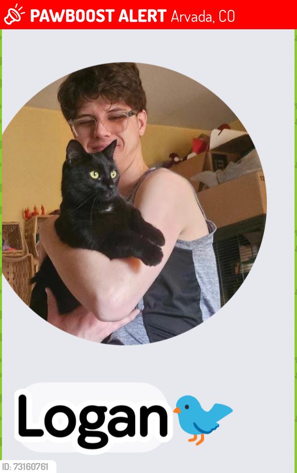 Lost Female Cat last seen 56th and Olde Wadsworth, Arvada, CO 80002