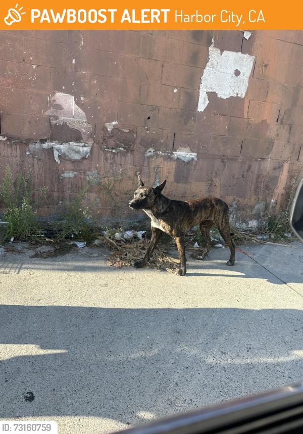 Found/Stray Male Dog last seen Belleporte Ave between Lomita blvd and PCH, Harbor City, CA 90710