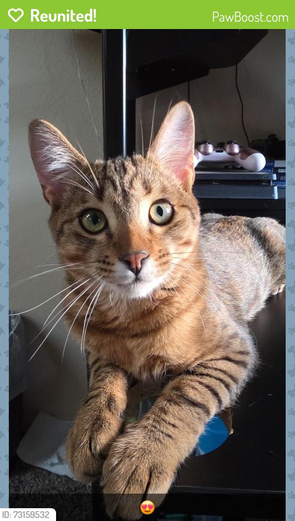 Reunited Male Cat last seen Prince and Belleview, Littleton, CO 80123