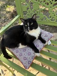 Lost Female Cat last seen Mary Todd Dr and Rochelle Rd, San Antonio TX 78240, San Antonio, TX 78240