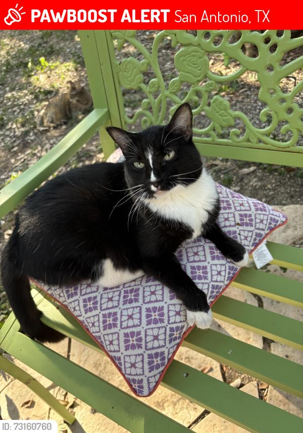 Lost Female Cat last seen Mary Todd Dr and Rochelle Rd, San Antonio TX 78240, San Antonio, TX 78240