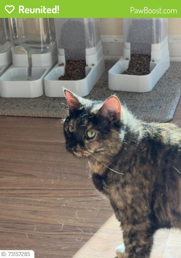 Reunited Female Cat last seen SR13 near Weedmans Grocery, St. Johns County, FL 32092