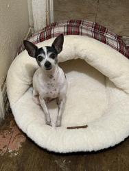 Lost Female Dog last seen Beach street and Avenue I, Fort Worth, TX 76105