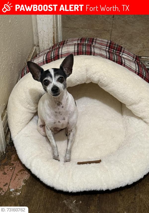 Lost Female Dog last seen Beach street and Avenue I, Fort Worth, TX 76105