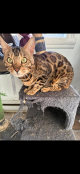 Lost Male Cat last seen Near Edgehill drive, Barrie, ON L4N 1L9