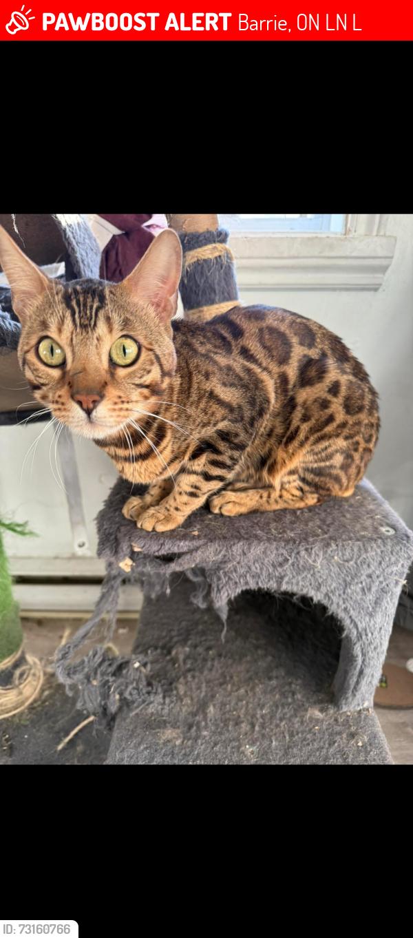 Lost Male Cat last seen Near Edgehill drive, Barrie, ON L4N 1L9