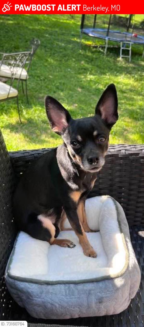 Lost Male Dog last seen Courtney ave. And Mable ave., Berkeley, MO 63134