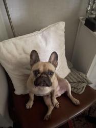 Reunited Male Dog last seen Near imperial ave, San Diego, CA 92102