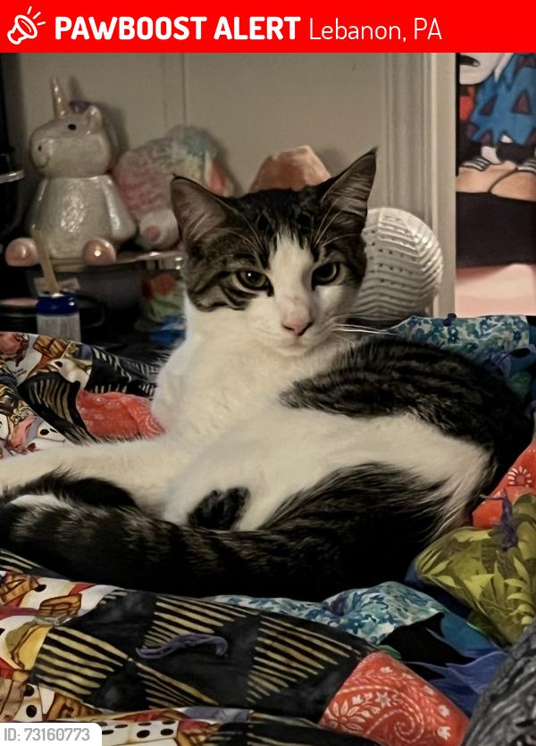 Lost Male Cat last seen Cumberland, Lebanon, PA 17046