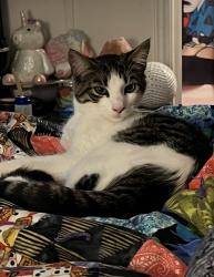 Lost Male Cat last seen Cumberland, Lebanon, PA 17046