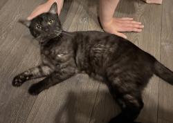Found/Stray Male Cat last seen Condor, Corona, CA 92882