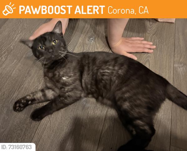 Found/Stray Male Cat last seen Condor, Corona, CA 92882