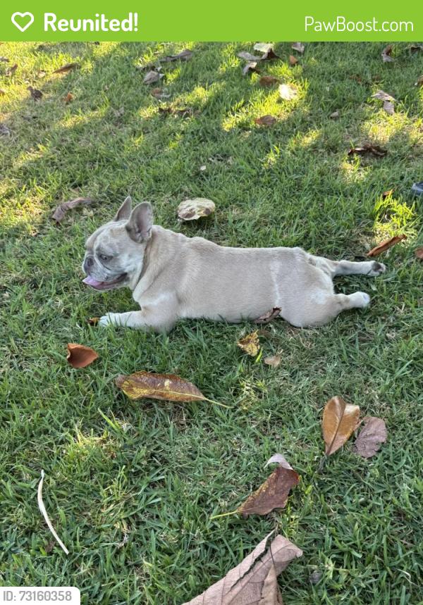 Reunited Female Dog last seen Gregory and Adelena, Fullerton, CA 92832