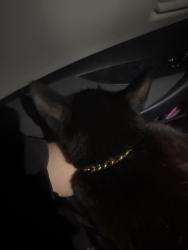 Found/Stray Female Cat last seen North Island naval base, Coronado, CA 92118