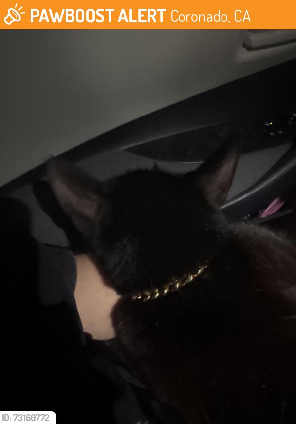Found/Stray Female Cat last seen North Island naval base, Coronado, CA 92118