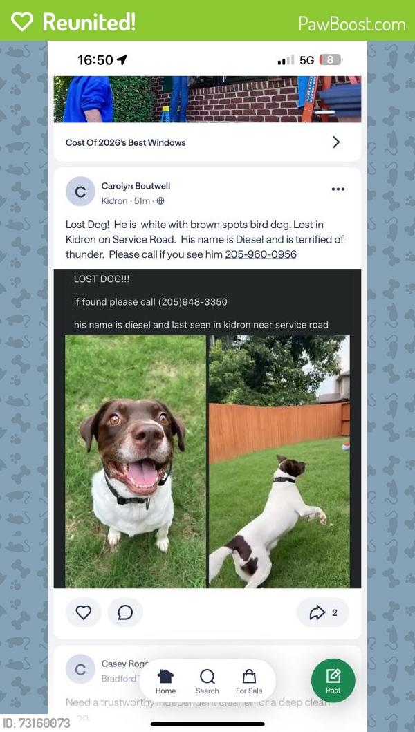 Reunited Male Dog last seen Near Kidron Pl, Birmingham, AL 35235, USA, Birmingham, AL 35235