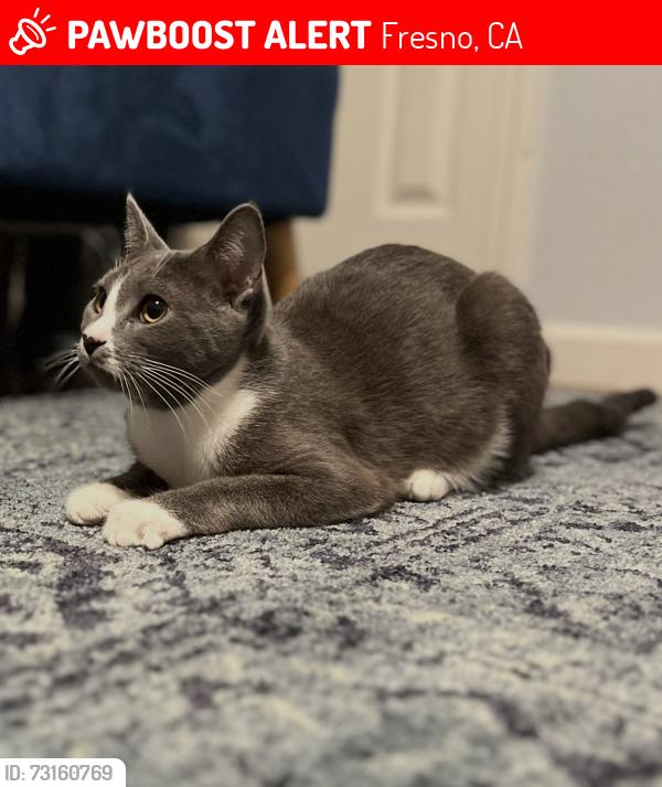 Lost Male Cat last seen Herndon & Fruit, Fresno, CA 93721
