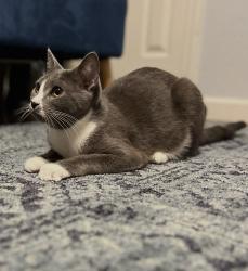Lost Male Cat last seen Herndon & Fruit, Fresno, CA 93721