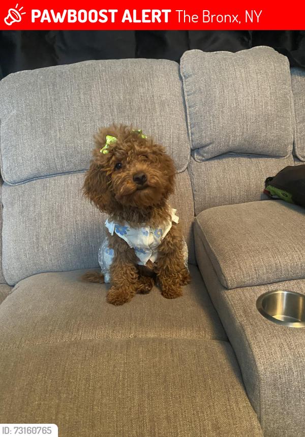 Lost Female Dog last seen Beck st South Bronx NYC, The Bronx, NY 10455