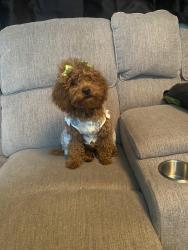 Lost Female Dog last seen Beck st South Bronx NYC, The Bronx, NY 10455